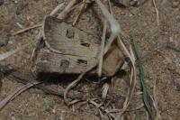Agrotis exclamationis