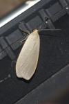 Collita griseola