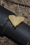 Sitochroa verticalis