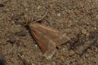 Synaphe punctalis