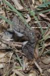 Thaumetopoea pityocampa