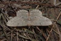 Hypomecis punctinalis