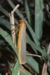 Manulea complana