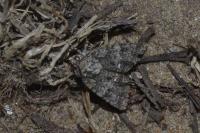 Acronicta rumicis