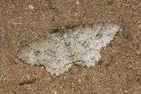 Ectropis crepuscularia