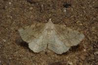 Stegania trimaculata