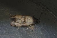Cochylis atricapitana
