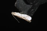 Ephestia elutella/woodiella