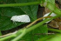 Spilosoma lubricipeda