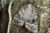 Amphipyra pyramidea