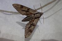 Hyloicus pinastri