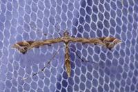 Amblyptilia acanthadactyla