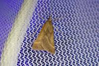 Synaphe punctalis