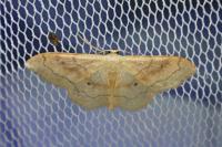 Idaea rubraria