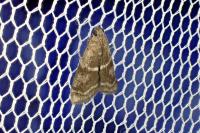 Apomyelois bistriatella