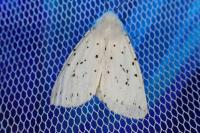 Spilosoma lubricipeda