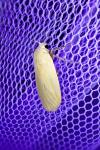 Wittia sororcula