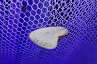 Cilix hispanica