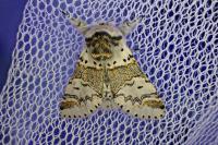 Furcula furcula