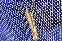 Ancylolomia tentaculella