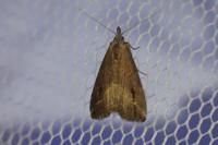 Schrankia costaestrigalis