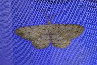 Hypomecis punctinalis