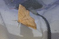 Gerinia honoraria