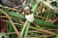 Acontia lucida