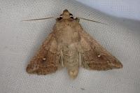 Mythimna ferrago