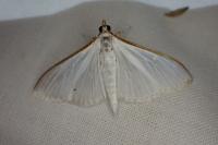 Palpita vitrealis