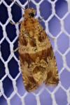 Celypha cespitana