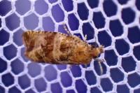 Celypha cespitana