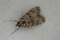 Eudonia mercurella