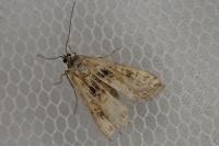 Parapoynx stratiotata
