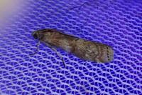 Phycita roborella