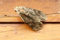 Agrius convolvuli