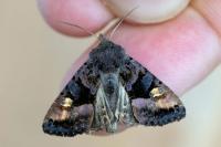 Euplexia lucipara