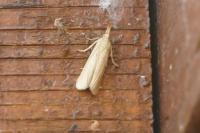 Ematheudes punctella