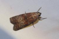 Phycita roborella