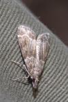 Eudonia mercurella