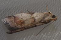 Acrobasis fallouella