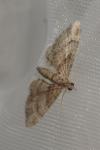 Gymnoscelis rufifasciata