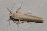 Eilema caniola