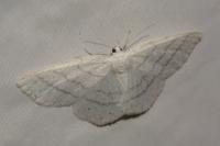 Cabera pusaria