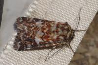 Anarta myrtilli