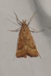 Synaphe punctalis
