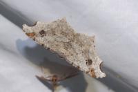 Macaria alternata