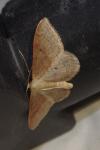 Idaea rubraria