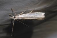 Crambus pascuella