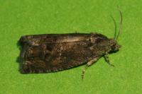 Cydia splendana